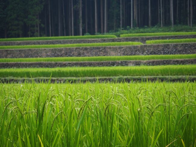 えびの高原を訪れ、西郷隆盛も訪れたという白鳥温泉上湯に入りました。<br />ついでに幸田の棚田も見てきました。もうすぐ収穫の秋ですね。