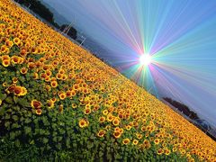 北杜市明野サンフラワーフェス2016　「盛夏のひまわり畑」 ６０万本の笑顔に会いに行って来ました！