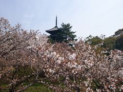 2016年4月 京都・奈良桜を愛でる旅&ご朱印と散華を頂く旅