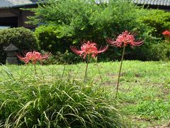 恩林寺の彼岸花_2016(1)_咲き始めていますが、ほんの少しだけ（群馬県・邑楽町）