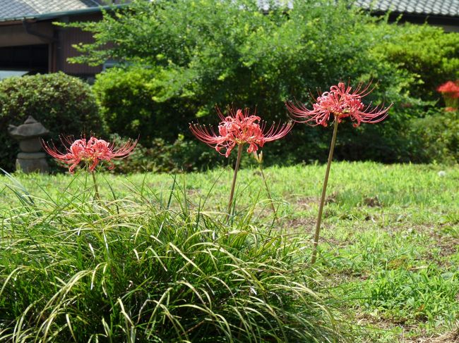 境内に「曼珠沙華の里」がある恩林寺へ行ってみました。<br /><br />境内の看板に「９月下旬から」と書いてあるとおり、ほとんど咲いていませんでした。