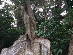 石垣島から西表島ー由布島   最終日です