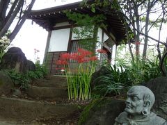 常楽寺の彼岸花_2016（1）_咲き始めているが花数は未だ少ない（群馬県・太田市）