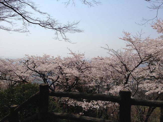 春の天気の良い日に太平山で花見を兼ねてハイキングを楽しみました。