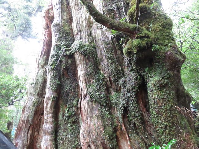 今回の種子島屋久島ツアーの参加は、やはり、４１年ぶりの再訪となる屋久島が目玉だ。私たちのハネムーンの滞在先だったのだ。１９７５年６月末のことで、ビーチを独占した。屋久杉を見に山地に観光客が入り込むなど、当時は無理だった。ただ、この島には大変な自然環境がある神聖な場所としての憧れがあって選んだのだ。地理学上の特異性は承知していた。だから、後に九州唯一の世界自然遺産に指定された時も当然だろうと納得した。<br /><br />で、今回は、バスなどで観光客が入りこめるようになった紀元杉とヤクスギランドを訪問できるというので、ツアーに参加したのだ。推定３０００年の紀元杉に触れるところまで近づけるようになっていた。もうひとつ有名な縄文杉は１０時間以上を歩ける人でないと接近できないところにあるそうだ。基本的には屋久杉というのは、１０００年以上の杉で１０００ｍ以上の高地にあるものだそうだ。で、見物した紀元杉は１２００ｍのところで、ヤクスギランドの一帯は１０００ｍの場所にある。両方をバスツアーは案内してくれた。これは圧巻！！！今まで九州の旅で経験した最高の場所だと思う。<br /><br />屋久島は岩の塊で土が痩せて、杉がまともに育たない。普通は２００年くらいしか杉の寿命はないのだが、この屋久島の１０００ｍ以上の高地では、育ちの悪い杉が僅かづつ成長して、年輪の幅が異常に狭い！木を守る油脂成分も多く腐りにくい杉となる。<br /><br />江戸時代は年貢として多くの屋久杉が切り倒された。その巨大な切り株がたくさんヤクスギランドにも残されている。ただ、切り株は当時ののこぎりのせいで、低い位置の株は残されていて、ある時期からその切り株をもうすこし切り出して高級家具などにされてきた。今回、私も安物だがその切り株で作った卓を記念に購入した。<br /><br />この旅行記は紀元杉だけにしぼる。推定３０００年の杉だ。周囲8.1mだそうだ。通路から一部、触れる！<br /><br />