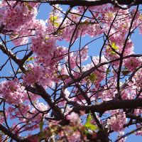 伊東温泉　河津桜まつり 