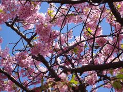 伊東温泉　河津桜まつり 