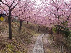 松田山ハーブガーデン　河津桜 