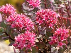 ひんやりと風が吹き抜ける六甲高山植物園