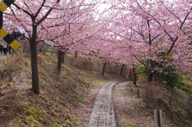 夜勤明けでしたが洗車して松田の河津桜を見に出掛けました・・・。<br />東名松田ＩＣからすぐなんですが途中でおやじがふさいでたので駅前駐車場からシャトルバスで！<br />