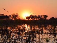 ボツワナ チョベとオカバンゴ湿地帯とサブティのサファリ　２