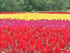 森林公園で花めぐり　☆鮮やかな羽毛ゲイトウと色づき始めたコキア☆