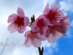 日本一早い桜祭りへ