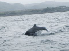 イルカウォッチング、長崎～天草～熊本へ！