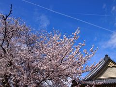 春の京都2016　一人旅　醍醐寺、本満寺、京都御苑、安井金比羅宮