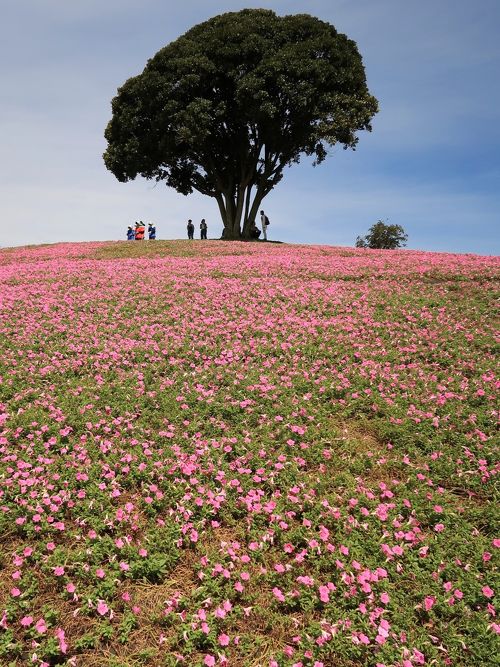 桃花さん専用ページ 富津1/3 マザー牧場 花の谷 《桃色吐息》 見ごろ ☆ペチュニアの新品種