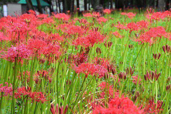 埼玉県南西部に位置する「奥武蔵」は飯能市、日高市、入間市の地域にあり、ここから正丸峠を越えると秩父市です。<br /><br />休暇村奥武蔵は2013年にオープンした首都圏に1番近い休暇村です。横浜、川崎、都内から東急・東京メトロ・西武鉄道の直通電車に乗れば簡単に行けます。<br />清流「高麗川（こまがわ）」が宿の周りを流れ、川べりで遊ぶことができます。<br /><br />翌日、西武秩父線高麗駅から巾着田（きんちゃくだ）の「曼珠沙華公園」を訪れます。<br />駅から歩く里山の道には、キバナコスモス、曼珠沙華、日高市特産の栗の木、黄金色の稲穂など、秋の気配を感じさせます。<br />巾着田の曼珠沙華はポツポツと咲き始め、これからが見頃です。公園の奥には早咲きの曼珠沙華一帯があり、真っ赤な絨毯を今でも楽しむことができます。<br />