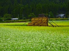 茅葺の家並みを背に黄金色の稲穂とともに揺れる白い花