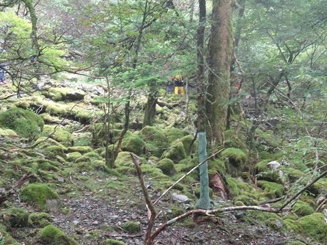 剣山に登りたくて参加したのだが、あいにくの悪天候で剣山登山はおあずけになった。それでも、小雨の中、丸笹山のトレッキングや剣山周辺のランニングができたのはよかった。丸笹山に屋久島で見たような「もののけの森」（苔むした風景）があったのは驚きだった。