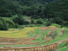 鴨川市　大山千枚田　稲刈り終えて天日干し　☆棚田オーナーが活動