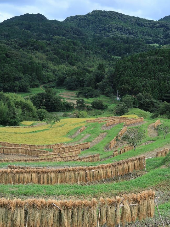 大山千枚田（おおやませんまいだ）は、千葉県鴨川市大山にある棚田。<br />東京から一番近い棚田である。<br />標高90 - 150m、面積4ヘクタールの斜面、東西600mにわたって375枚の棚田が連なっている。1999年（平成11年）に農林水産省の日本の棚田百選に認定されており、文化庁の文化的景観の保存・活用事業の対象地域にもなっている。<br />山岳地に位置することで耕地整理が遅れたために棚田が形成された。日本で唯一雨水のみで耕作を行っている天水田である<br />2010年10月28日には、天皇皇后夫妻が視察した。<br />2002年（平成14年）に千葉県指定名勝に指定される。<br />指定面積：46,077m&amp;sup2;（公簿面積）<br />水田枚数：指定範囲内に限れば耕作中の水田が375枚ある。<br />棚田オーナー制度は鴨川市が開設し、特定非営利活動法人大山千枚田保存会が運営を委託されている。法人、個人合わせて約130組のオーナーがいる.<br />（フリー百科事典『ウィキペディア（Wikipedia）』より引用）<br /><br />大山千枚田　については・・<br />http://www.senmaida.com/<br />http://www.kamonavi.jp/ja/shisetsu/SPNG0001.html<br />https://plus.tabiiro.jp/articles/view/49751<br /><br />
