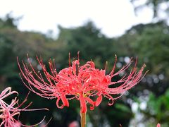 七ツ森古墳の彼岸花