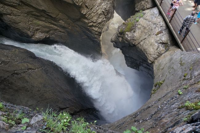 晴れるものの曇も多そうな予報の為、高い展望台は止めてミューレン近辺での植物観察とトゥリュメルバッハ滝見物としました。<br /><br />毎日外出が続いていますが、アパートに留まるという選択肢は私を含めメンバーの誰にも無く、僅かにバスを一本遅らせて８時半過ぎにするという案が採用されました。<br />それにしても、普通、リゾート地では滞在がメインとなるので、遠出するにしても１便、良くて２便しか無いのが普通ですが、ここでは８時半が朝から第４便というのがすごいところです。<br /><br />で、ハイキングの出発地は、1993年の初スイス以来となるグリュッチュアルプです。雲間から覗く雄大な三山を眺めながらヴィンターレックまでコースタイムの３倍近い１時間半あまりをかけてゆっくり植物観察を楽しみました。<br /><br />今回も私は写っているだけの植物写真が大半で仲間の写真を数多くお借りしました。<br /><br /><br />