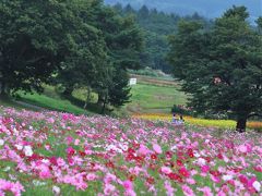 黒姫高原1/2　コスモス園　満開近く　見ごろ　☆１００万本の花数を誇る