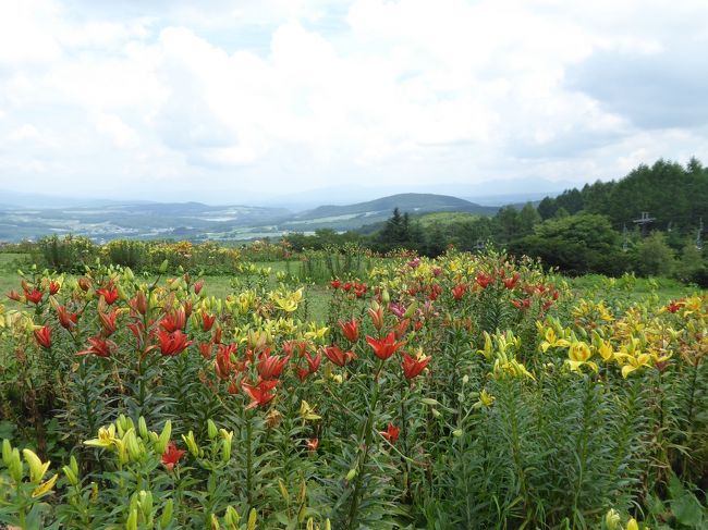 7月25日-8月25日、恒例の避暑バカンス♪<br />前半は晴れが多く、後半は雨が多いという変な天気でした。<br />ゆったりと避暑バカンスをしながら、<br />観光・グルメをたっぷりと楽しんできました♪<br /><br />☆Ｖｏｌ３：嬬恋村♪<br />今日は追分にあるホテルへ向かう。<br />浅間高原から鹿沢温泉へ。<br />鹿沢スキー場にはユリ園がある。<br />以前にも行ったことがある。<br />行ってみることに。<br />広大なユリ園。<br />７月の雨が多かった影響で<br />花の多くは枯れてしまい、<br />ちょっと残念な風景。<br />でも、周囲の風景は美しく、咲き残っている花が際立ってくれる。<br />ゆったりと眺めて♪<br />