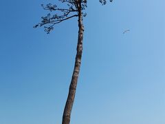 あの日から４年の東北の旅　陸前高田