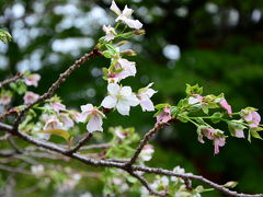 彼岸の入りから平安神宮　そして9月の桜！2016年