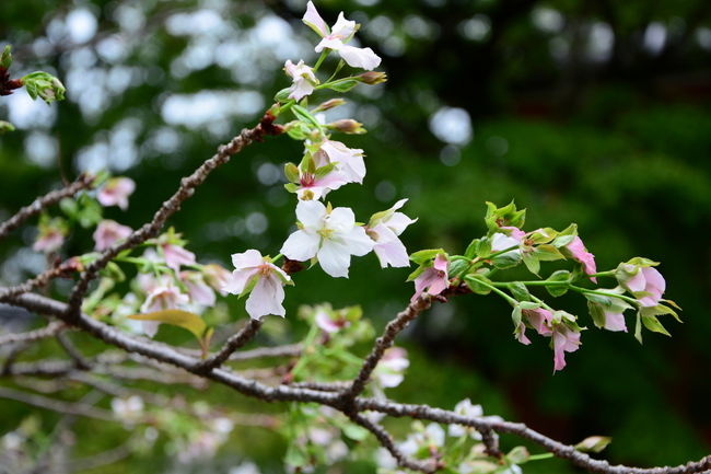 19日から彼岸の入りということで光明院に親戚が集まりました。<br />ですが11時からだったので私は少し早めにお墓掃除に行って<br />無料公開の平安神宮に向かいました。<br />平安神宮まで来たのなら当然真如堂へ行くしかない。<br />参道についたら桜（ソメイヨシノ）が咲いてる！<br />9月にそんなことおますかいな！ほんまかいなあ〜！？<br />って思うでしょうが私も驚きました。<br />東福寺で見た十月桜とは違い花びらが完全にソメイヨシノ<br />いやあ〜京都は雨が降っても楽しい！