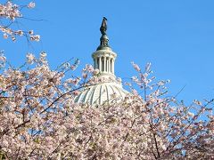 桜満開のワシントンDC旅行