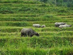 ベトナム・サパ　棚田を見に行く旅～サパ編　1