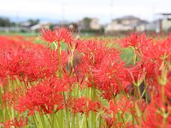 小出川の彼岸花、雨の合間に楽しませてもらいました。