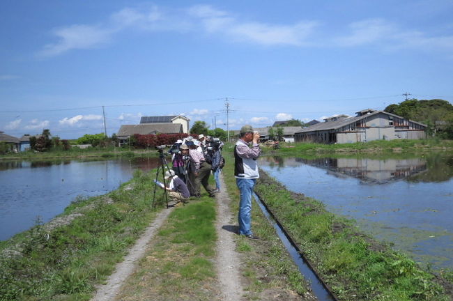 稲敷市で行われた日本野鳥の会茨城県主催シギ・チドリ探鳥会に参加してきました。<br /><br />表紙写真は、探鳥会風景です。