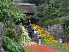 横浜のヒガンバナ　西方寺、三ッ池公園