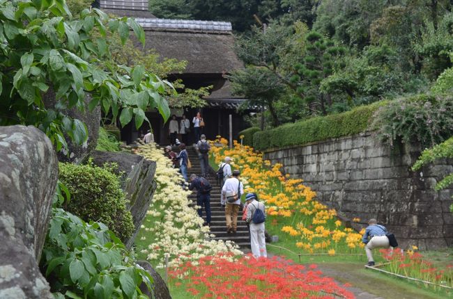 彼岸花も今が盛り。<br />横浜のヒガンバナを訪ねた。<br />昨年に続き、西方寺は３色のヒガンバナが盛りを迎えていた。昨年も訪れたが、やや遅かった。<br />今年は、見事に３色のヒガンバナが一斉に盛りを迎えていた。３色同時に盛りを迎えるのは難しいが、今年はぴったりだった。<br />同時に、三ッ池公園のヒガンバナも見てきた。