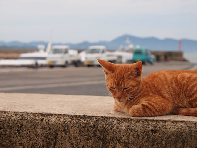 瀬戸内海　島旅1日目。高松から豊島へ。<br /><br />このシルバーウィークでは、芸術祭は中休みでそれほど人が多くなかったのは良かったです。<br /><br />豊島では人がいないのがまた普段どおりの島という感じ。<br />みなさん寝るのは早いし、お酒の飲めるお店は1軒のみで、夜10時で終っちゃいます。<br /><br />普段は12時1時に寝る私たちも、そこに住む人の生活のリズムにあわせます。(←ただ単に疲れて早く寝ただけ)