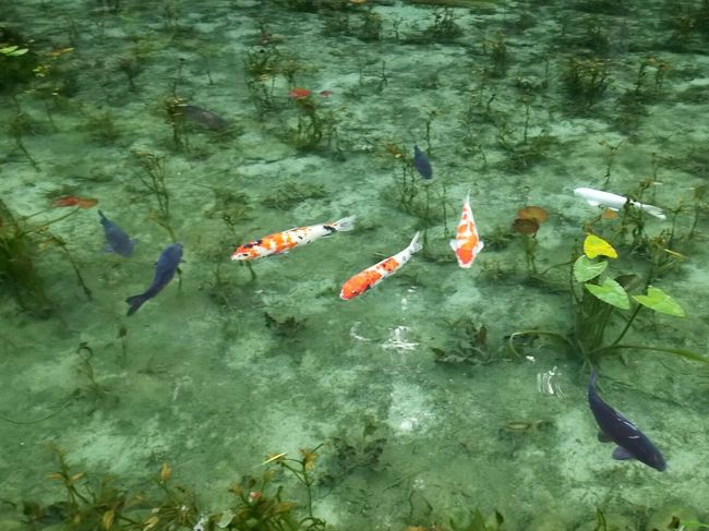 ネットで話題のモネの池が見たくて、日帰りで出かけました。<br />他に21世紀の森公園の株杉の森を歩き、板取川キャンプ場近くから板取川を眺め、<br />円空記念館、高賀渓谷を歩いて、洞戸観光やなで鮎を食べました。<br />その後、岐阜のマチュピチュに寄る予定でしたが、雨が降りそうでしたので、<br />予定変更で谷汲山華厳寺に行き、池田温泉に入って帰ってきました。