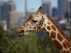 JL771便でシドニーへ　シドニー二日目　タロンガ動物園