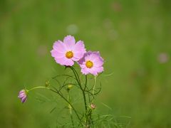 残念な状況のくりはま花の国のコスモス。