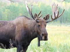初秋のCanadaへ②ホワイトホース編