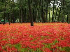 彼岸花を見た二日間