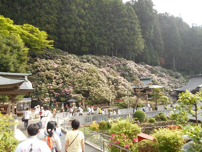 逆打ちツアー５回目。１日目の続きです。<br /><br />横峰寺ではシャクナゲが咲いていました。