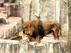 ２１．初夏の北海道４泊　円山動物園その２　アフリカゾーン　熱帯動物館　チンパンジー館　エゾヒグマ館