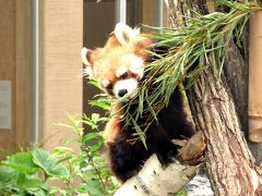 ２３．初夏の北海道４泊　円山動物園その４　熱帯雨林館　高山館　