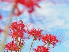 目覚めの花さんぽ　小出川彼岸花