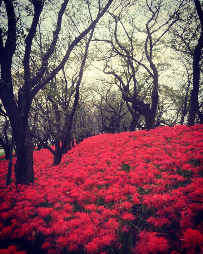 火焔の如く～深紅の曼珠沙華～【秋 権現堂桜堤】 