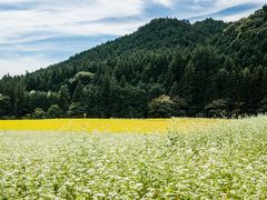 白と黄色のじゅうたんのような例幣使街道沿いの蕎麦畑